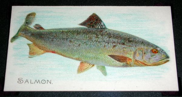 N8 29 Salmon.jpg